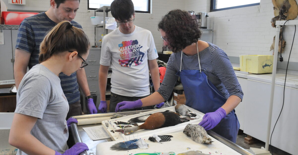 Taxidermy for Paleontologists Jackson School of Geosciences