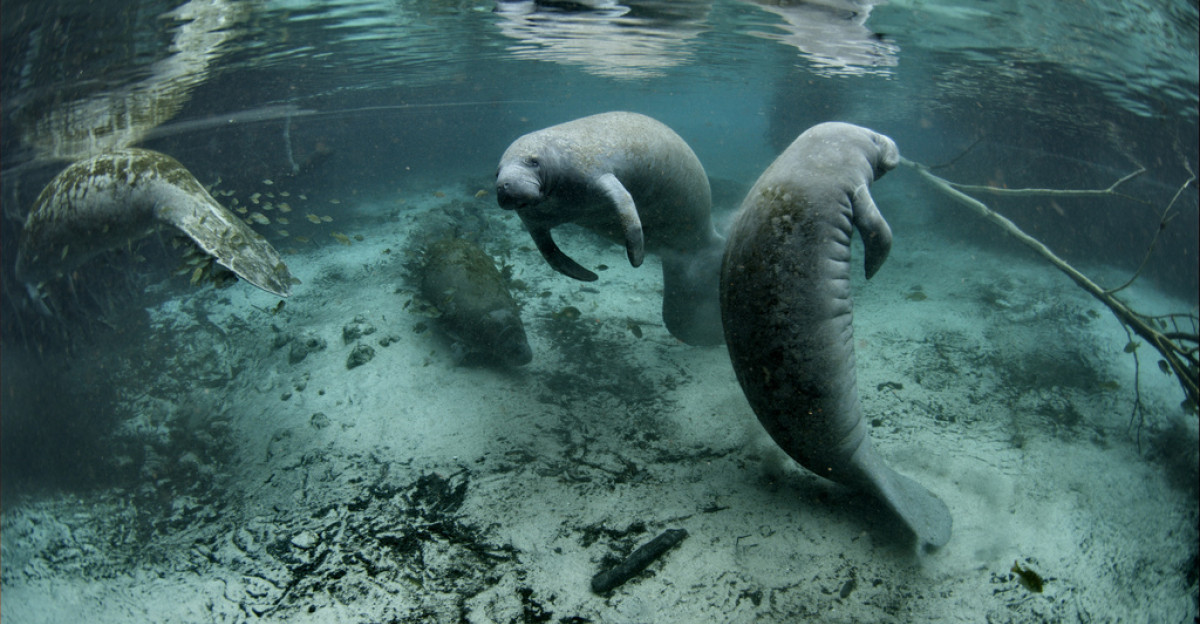 Photo credit David Hinkel The Crystal River National Wildlife Refuge was established in 1983 specifically for the protection of the endangered West Indian Manatee This unique refuge preserves the last unspoiled and undeveloped habitat in Kings Bay which forms the headwaters of the Crystal River The refuge preserves the warm water spring havens which provide critical habitat for the manatee populations that migrate here each winter