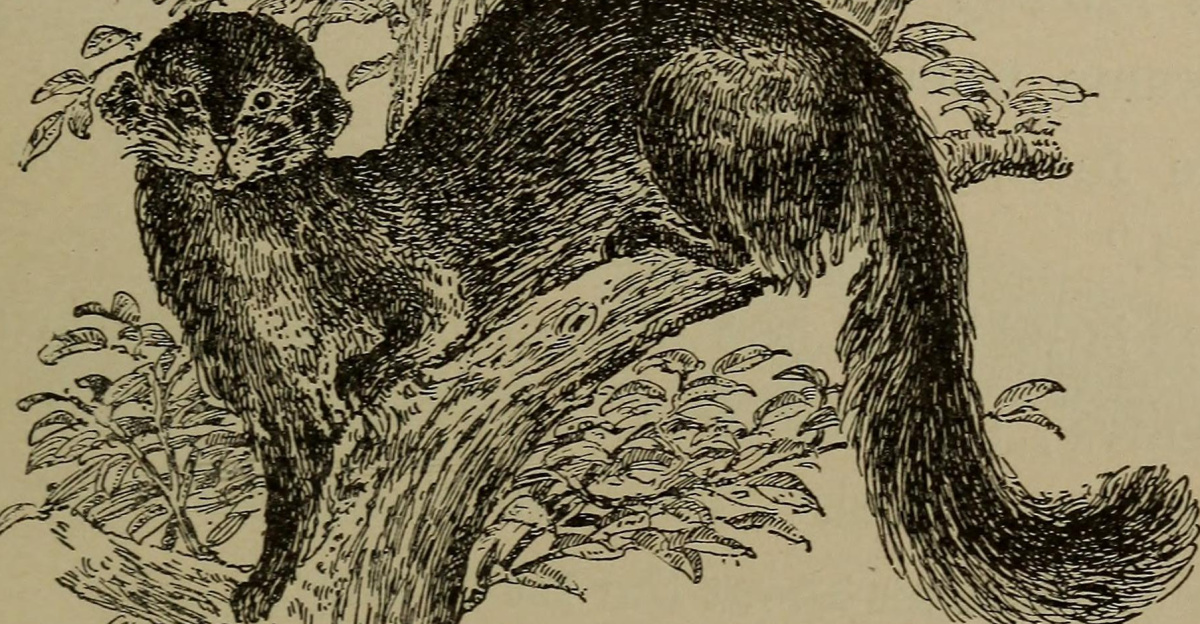 <br>Fisher (<i>Martes pennanti</i>)
<p><b>Identifier</b>: familiarlifeinfi00math (<a class="external text" href="https://commons.wikimedia.org/w/index.php?title=Special%3ASearch&profile=default&fulltext=Search&search=insource%3A%2Ffamiliarlifeinfi00math%2F">find matches</a>)<br>
<b>Title</b>: <a rel="nofollow" class="external text" href="https://www.flickr.com/photos/internetarchivebookimages/tags/bookidfamiliarlifeinfi00math">Familiar life in field and forest; the animals, birds, frogs, and salamanders</a><br>
<b>Year</b>: <a rel="nofollow" class="external text" href="https://www.flickr.com/photos/internetarchivebookimages/tags/bookyear1898">1898</a> (<a rel="nofollow" class="external text" href="https://www.flickr.com/photos/internetarchivebookimages/tags/bookdecade1890">1890s</a>)<br>
<b>Authors</b>:  <a rel="nofollow" class="external text" href="https://www.flickr.com/photos/internetarchivebookimages/tags/bookauthorMathews__F__Schuyler__Ferdinand_Schuyler___1854_1938">Mathews, F. Schuyler (Ferdinand Schuyler), 1854-1938</a> <a rel="nofollow" class="external text" href="https://www.flickr.com/photos/internetarchivebookimages/tags/bookauthorUnderwood__William_Lyman__phot">Underwood, William Lyman, phot</a><br>
<b>Subjects</b>:  <a rel="nofollow" class="external text" href="https://www.flickr.com/photos/internetarchivebookimages/tags/booksubjectZoology">Zoology</a><br>
<b>Publisher</b>:  <a rel="nofollow" class="external text" href="https://www.flickr.com/photos/internetarchivebookimages/tags/bookpublisherNew_York__D__Appleton_and_company">New York, D. Appleton and company</a><br>
<b>Contributing Library</b>:  <a rel="nofollow" class="external text" href="https://www.flickr.com/photos/internetarchivebookimages/tags/bookcontributorThe_Library_of_Congress">The Library of Congress</a><br>
<b>Digitizing Sponsor</b>:  <a rel="nofollow" class="external text" href="https://www.flickr.com/photos/internetarchivebookimages/tags/booksponsorThe_Library_of_Congress">The Library of Congress</a><br>
<br>
<b>View Book Page</b>: <a rel="nofollow" class="external text" href="https://archive.org/stream/familiarlifeinfi00math/familiarlifeinfi00math#page/n159/mode/1up">Book Viewer</a><br>
<b>About This Book</b>: <a rel="nofollow" class="external text" href="https://archive.org/details/familiarlifeinfi00math">Catalog Entry</a><br>
<b>View All Images</b>: <a rel="nofollow" class="external text" href="https://www.flickr.com/photos/internetarchivebookimages/tags/bookidfamiliarlifeinfi00math">All Images From Book</a><br>
Click here to <a rel="nofollow" class="external text" href="https://archive.org/stream/familiarlifeinfi00math/familiarlifeinfi00math#page/n159/mode/1up"><b>view book online</b></a> to see this illustration in context in a browseable online version of this book.<br>
<br>
<b>Text Appearing Before Image:</b><br>
<i>of northern New Hampshire andMaine. Besides the few furs which come into themarket from the northeastern States, there are alarge number which come from the vicinity of LakeSuperior, Canada, the Northwest, and the Pacificcoast. The parallel of 35° is considered by ElliottCoues the fishers southern limit. The name of the animal is somewhat misapplied,as he does no fishing for himself unless it is on theborders of the pond. On the whole the fisher is mostdecidedly arboreal; he spends a great deal of histime exploring the trees for his prey. He is agileand muscular to a degree almost exceeding the ath-letic accomplishments of the cat tribe, and it is saidthat he can make a descending bound of forty feet, FURRY FRIENDS WITH FINE SKINS. 119 never failing at the end to secure his prey. He is,in fact, the expert climber of the family to which hebelongs. In a race with the raccoon the lattersheels are not lively enough to save his hide ; thepoor coon has not a ghost of a chance. I copy what</i><br>
<b>Text Appearing After Image:</b><br>
<i>He spends a great deal ofhis time exploring thetrees for his prey. Mr. Peter Eeid, of Washington County, New York,has said long years ago on that point: While hunt-ing early one winter 1 found the carcass of a freshlykilled sheep, and by the tracks around it in the lightsnow perceived that a fisher had surprised a raccoonat the feast. A hard chase had ensued, the raccoontacking at full speed to avoid his pursuer, the fisheroutrunning and continually confronting his intended 120 FAMILIAR LIFE m FIELD AND FOREST. victim. I saw where at length the fisher had madean assault, and where a bloody contest had evidentlyensued. The raccoon, worsted in the encounter, hadagain broken away and the chase was resumed, butwith diminished energy on the part of the raccoon;the animal had been soon overtaken again, and a stillmore desperate encounter had taken place. Thecoon had failed fast, and it had at last become mere-ly a running fight, when both animals had entereda swamp where it was impossible f</i><br>
<br>
<b>Note About Images</b><br>
</p>
<i>Please note that these images are extracted from scanned page images that may have been digitally enhanced for readability - coloration and appearance of these illustrations may not perfectly resemble the original work.</i>