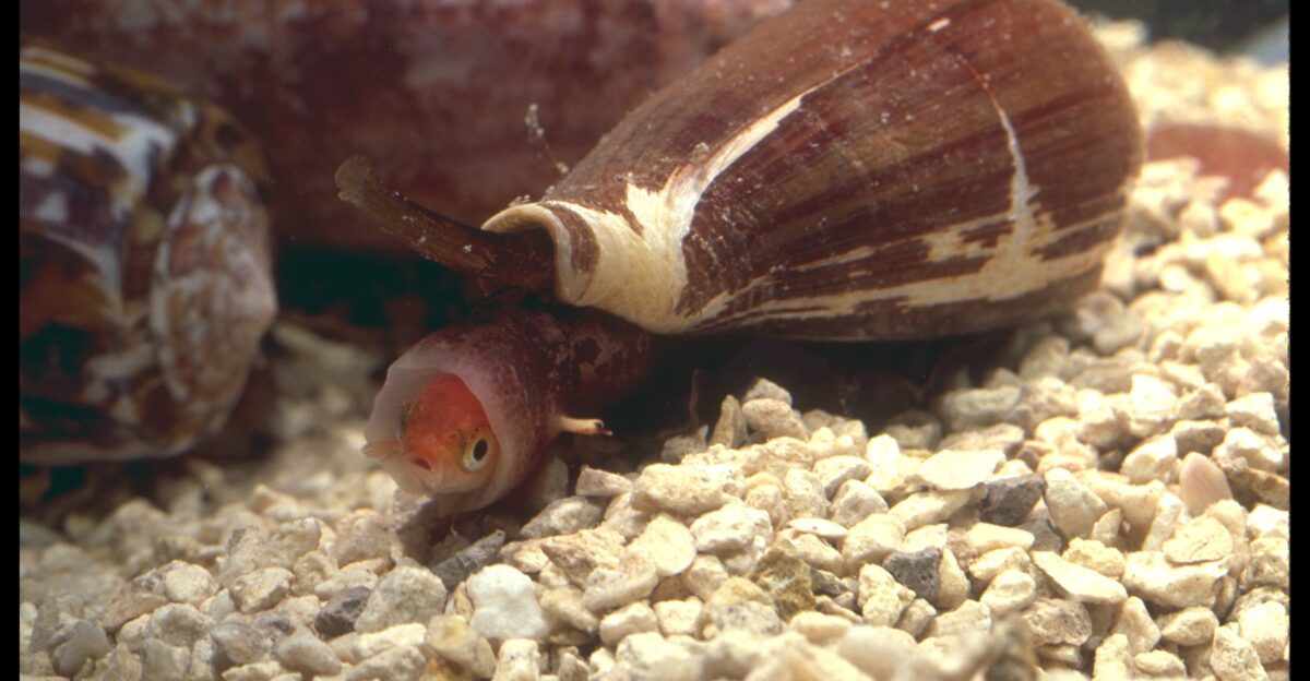 Tiny Snail Big Impact Cone Snail Venom Eases Pain and Injects