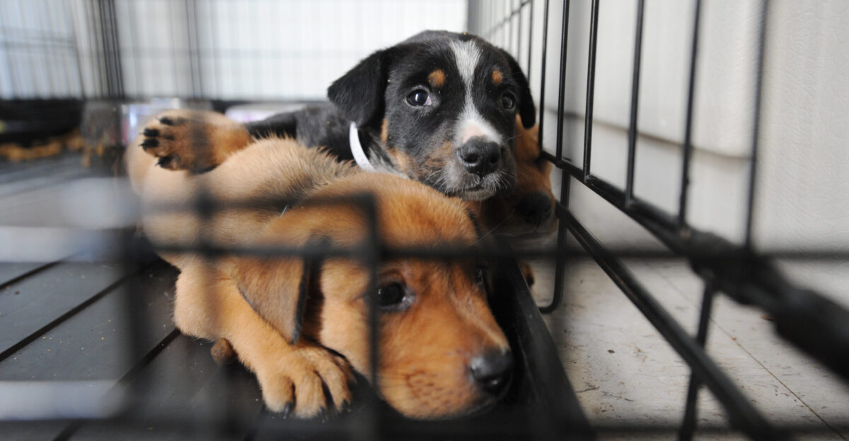 Galveston Island TX September 17 2088 - Dogs displaced by Hurricane Ike are sheltered at the local center set up by the Humane Society Jocelyn Augustino FEMA