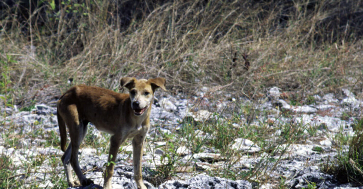A Feral dog on Navassa Island