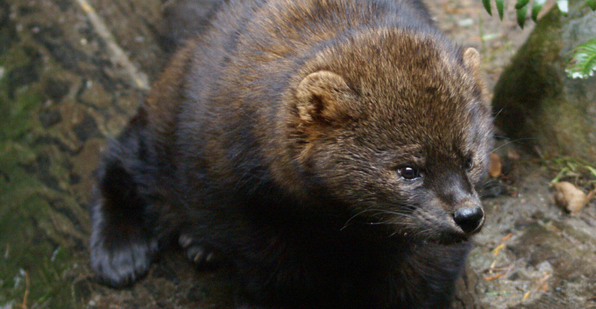 It is a medium-size mammal native to North America. It is a member of the mustelid family, commonly referred to as the weasel family. The fisher is closely related to but larger than the American Marten (Martes americana). The fisher is a forest-dwelling creature whose range covers much of the boreal forest in Canada to the northern fringes of the United States. Names derived from aboriginal languages include pekan, pequam, and wejack. It is also sometimes referred to as a fisher cat, though it is not a feline. Fishers are omnivorous and feed on a wide variety of small animals and occasionally fruits and mushrooms. They show a preference for the snowshoe hare and are one of the few predators able to hunt porcupine.