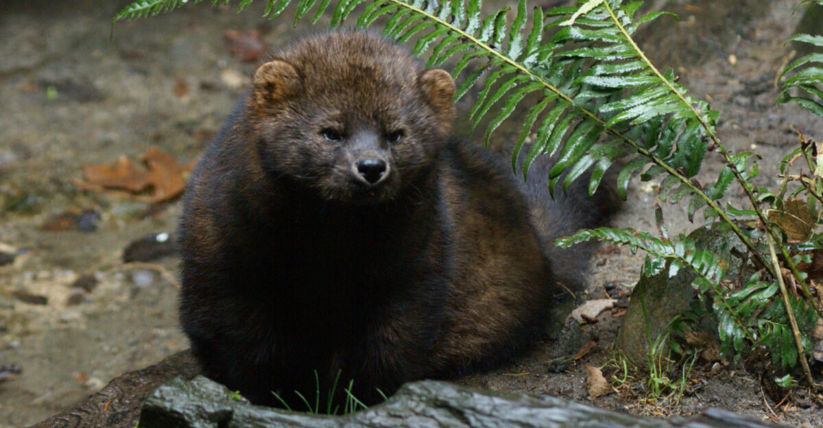 It is a medium-size mammal native to North America It is a member of the mustelid family commonly referred to as the weasel family The fisher is closely related to but larger than the American Marten Martes americana The fisher is a forest-dwelling creature whose range covers much of the boreal forest in Canada to the northern fringes of the United States Names derived from aboriginal languages include pekan pequam and wejack It is also sometimes referred to as a fisher cat though it is not a feline Fishers are omnivorous and feed on a wide variety of small animals and occasionally fruits and mushrooms They show a preference for the snowshoe hare and are one of the few predators able to hunt porcupine Courtesy photo by Bethany Weeks