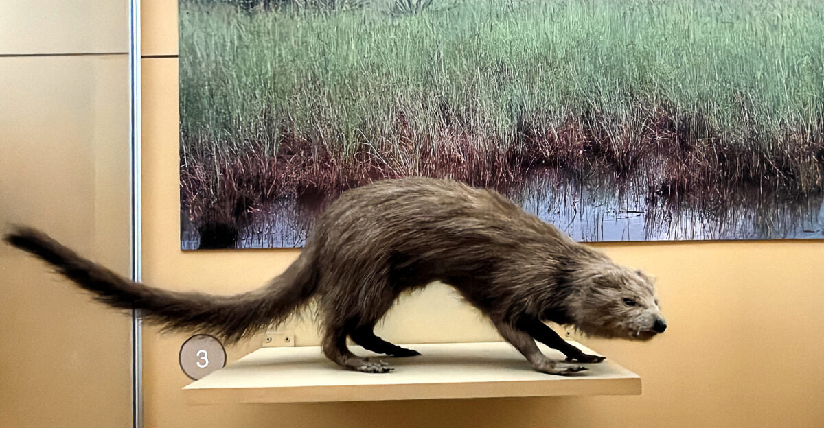 fisher Martes pennanti taxidermy