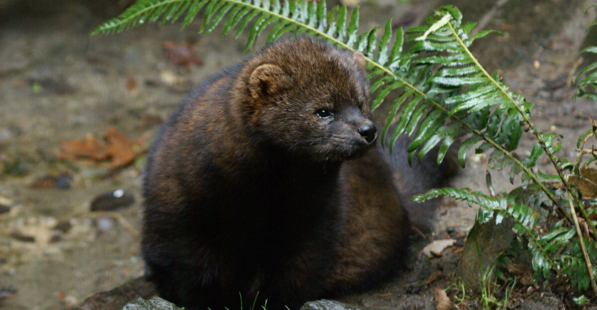 It is a medium-size mammal native to North America It is a member of the mustelid family commonly referred to as the weasel family The fisher is closely related to but larger than the American Marten Martes americana The fisher is a forest-dwelling creature whose range covers much of the boreal forest in Canada to the northern fringes of the United States Names derived from aboriginal languages include pekan pequam and wejack It is also sometimes referred to as a fisher cat though it is not a feline Fishers are omnivorous and feed on a wide variety of small animals and occasionally fruits and mushrooms They show a preference for the snowshoe hare and are one of the few predators able to hunt porcupine Courtesy photo by Bethany Weeks