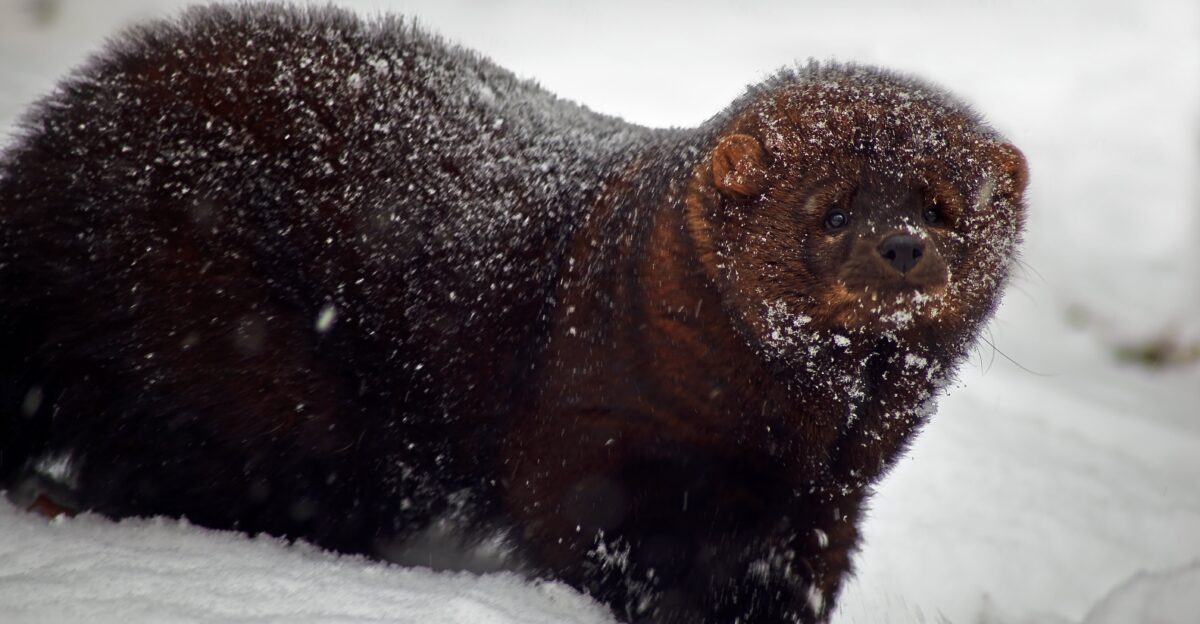 Fisher Animal Snow Storm
