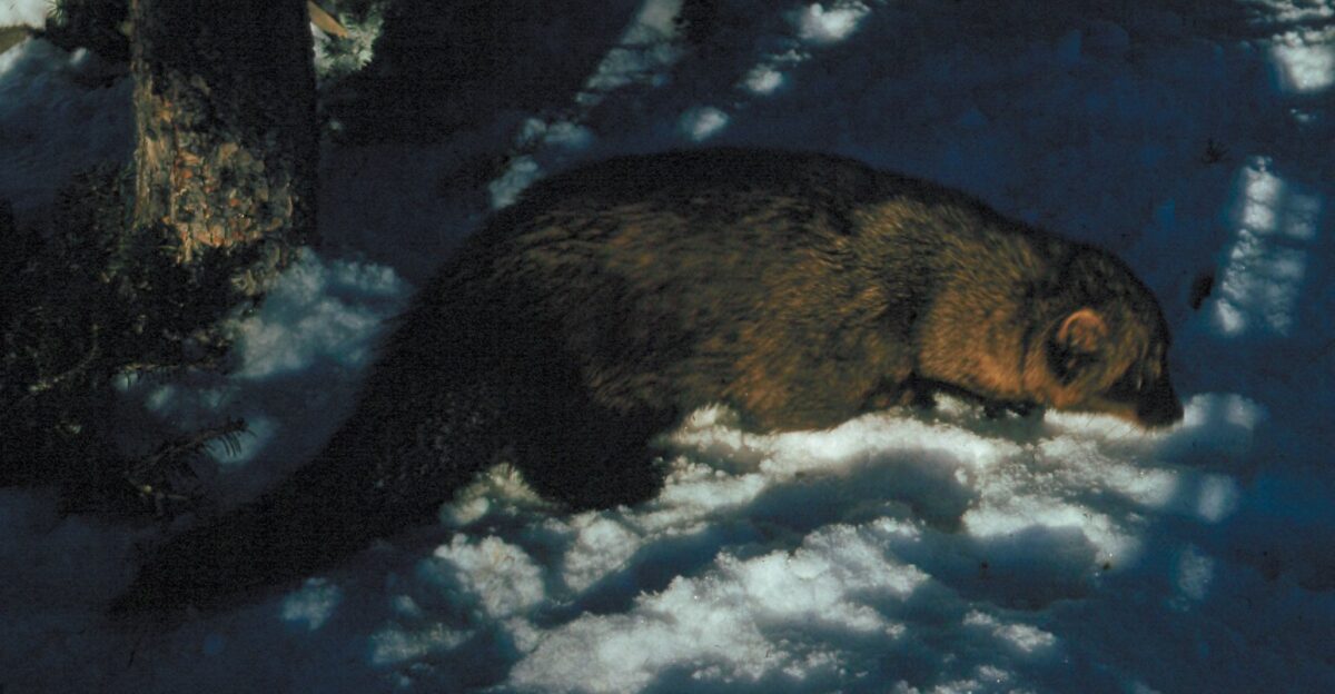 35 mm slide color Scientific Classification Kingdom Animalia Phylum Chordata Class Mammalia Order Carnivora Family Mustelidae Genus Martes Genus species Martes pennanti Animal characteristics Head-Body Length 47-75 cm Weight 2-5 kg Identification The coat of the fisher can vary from medium to dark brown with gold to silver hoariness on the head and shoulders The fisher has a black tail and legs and tail and a cream patch on the chest Habitat Forests Diet Omnivore porcupines small rodents and birds carrion fruit nuts Reproduction Fishers mate in early spring After a gestation period of 11-12 months including a delayed implantation of 9-10 months females give birth to 1-5 young The kits are weaned at two months of age Behavior Because they are built so low to the ground fishers are very adept at fighting porcupines They can attack the porcupine s face underneath the quills until it goes into shock Status No special status Interesting Facts Fishers are highly valued for their fur