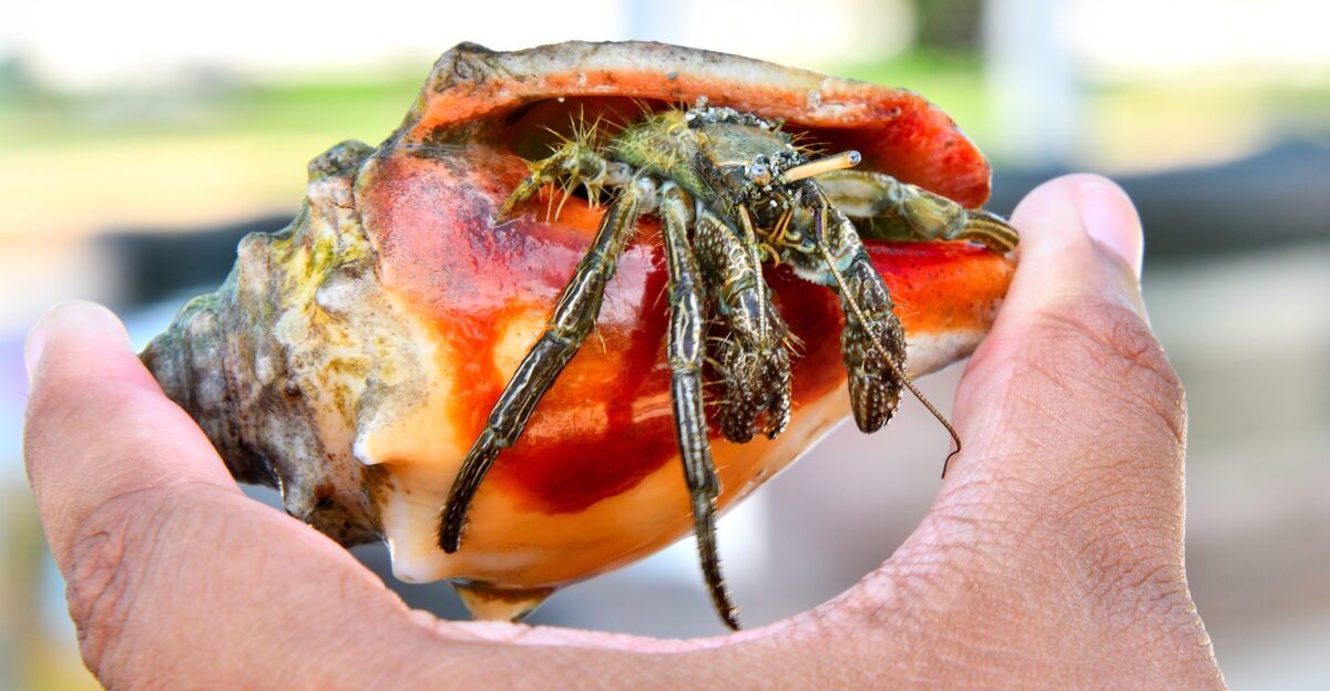 Pagurus pollicaris is a hermit crab commonly found along the Atlantic coast of North America from New Brunswick to the Gulf of Mexico