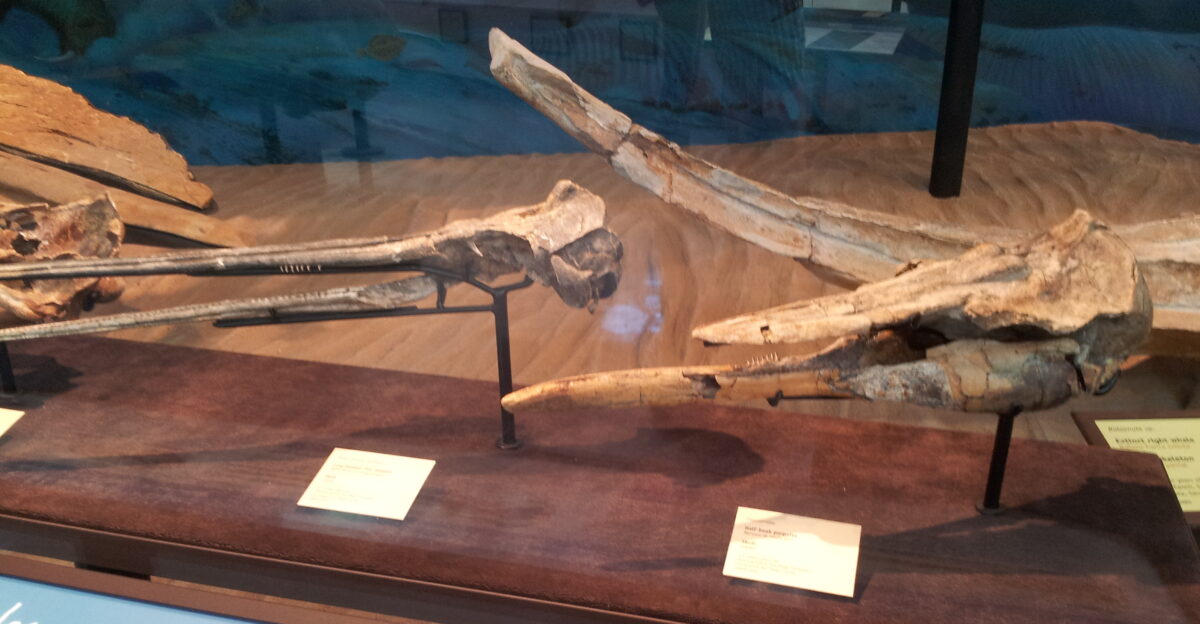 Parapontoporia sternbergi and Semirostrum ceruttii Skimmer half beak porpoise