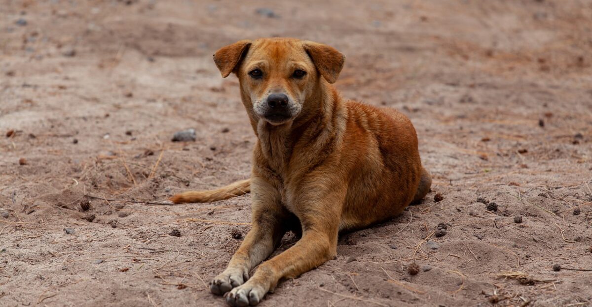 stray dog on beach brown dog stray dog beach dog abandoned dog stray nature street dog beach sea vacation animal holiday canine portrait pet