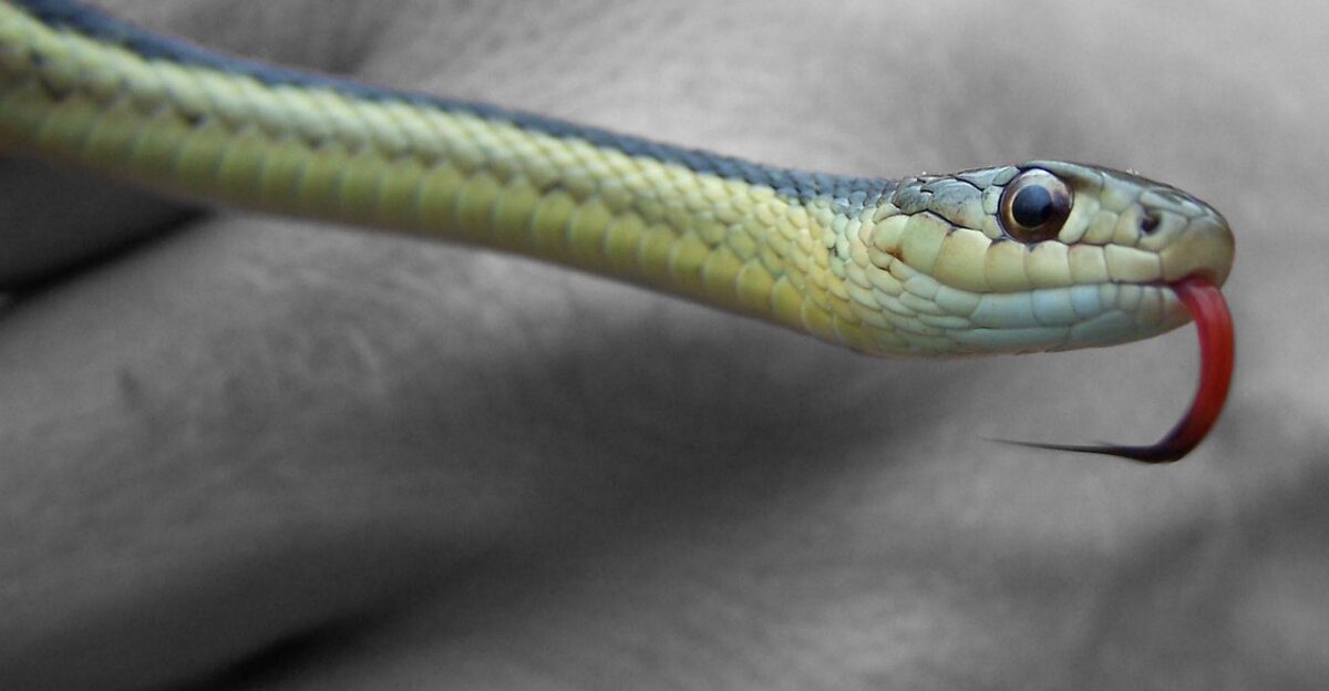 snake tongue reptile forked serpent slither fauna creature bite fang macro gray snake snake snake snake snake snake serpent serpent