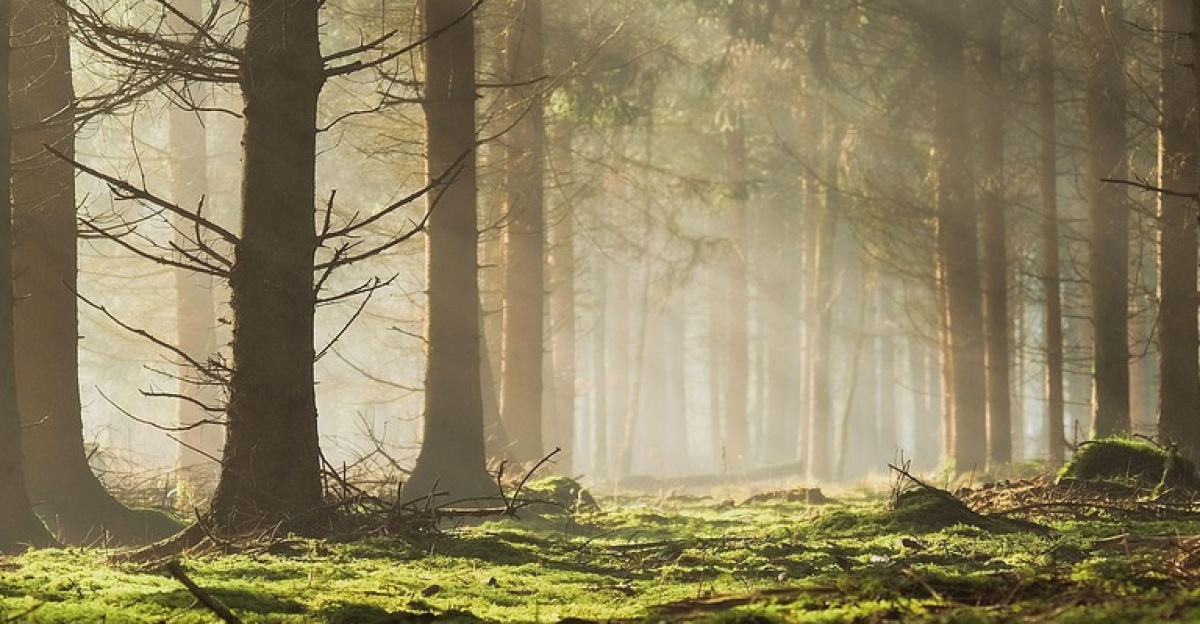 nature, landscape, forest, wooded area, glade, sun, sunbeams, landscape, forest, wooded area, sunbeams, sunbeams, sunbeams, sunbeams, sunbeams