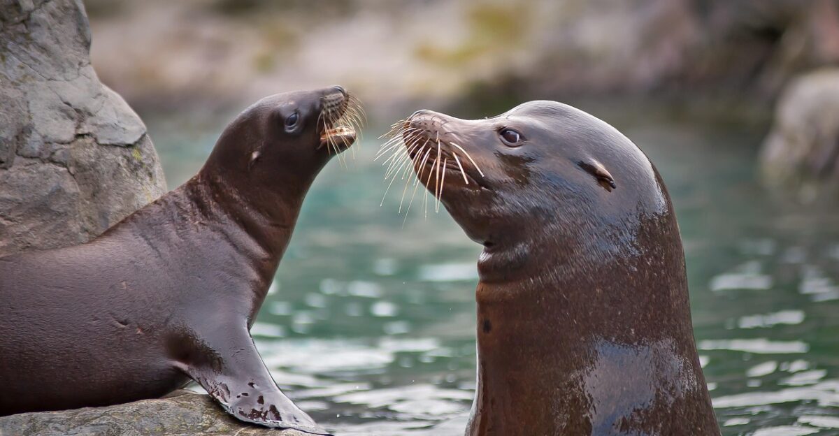 sea lion sea creatures water aquatic life marine life wildlife mammal animal creature nature swim seals north sea dive underwater world sea underwater marine mammals