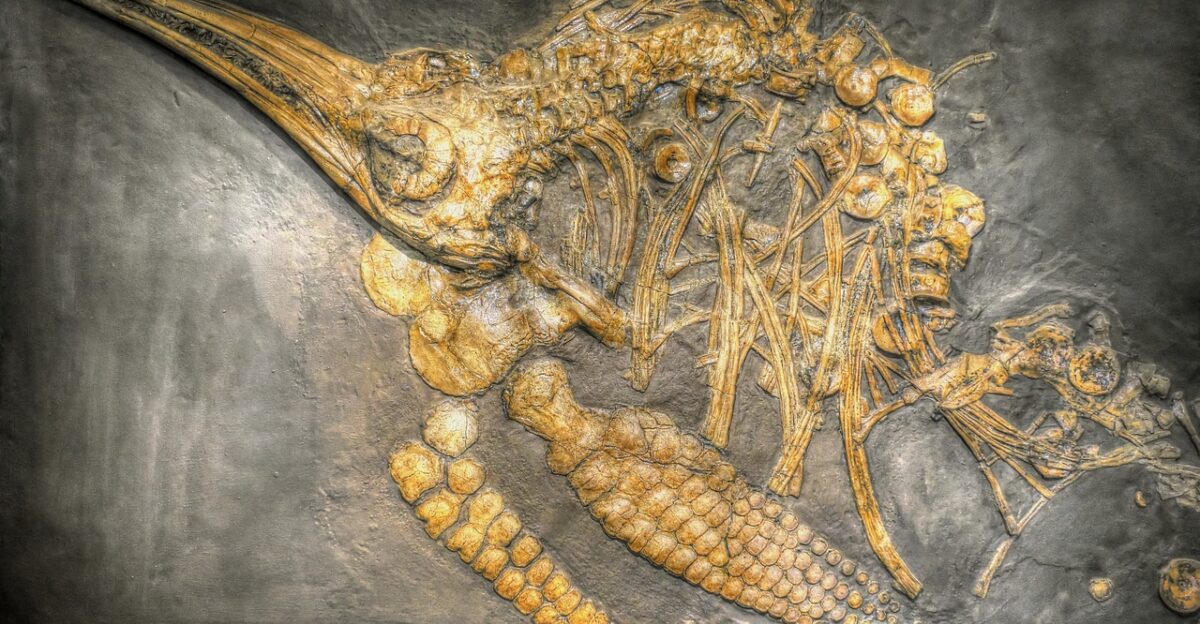 ichthyosaurs dinosaur museum petrification fossil primeval times petrified nature paleontology old fossils fund animal ancient exhibition extinct prehistoric