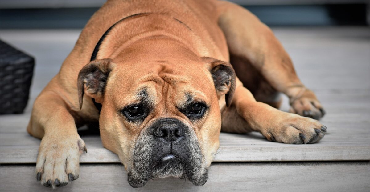 continental bulldog dog animal pet animal portrait lazy tired bored boredom brown dog fur animal world dog portrait nature dog breed purebred