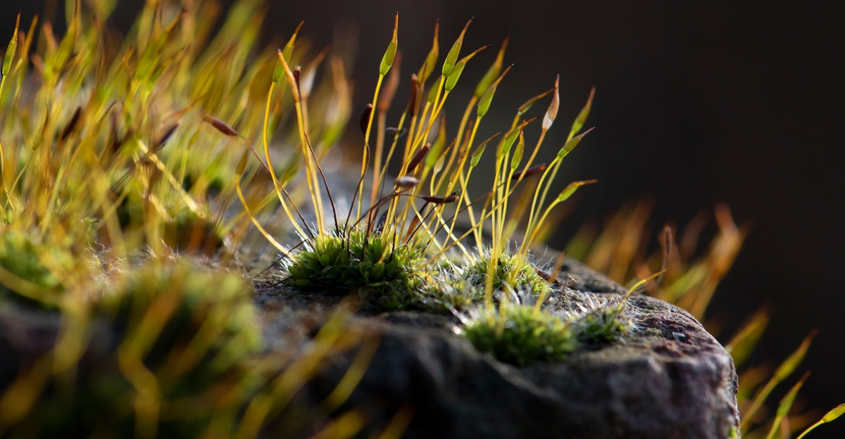 moss, nature, brick wall, illuminated, bryophytes, mosses, overgrown, moss, moss, moss, moss, moss, nature, brick wall, bryophytes