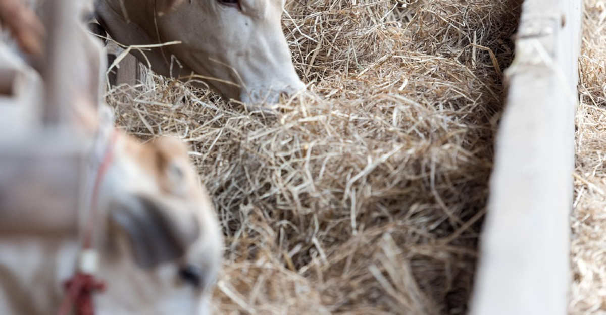 livestock nature cows cattle animals farm feeding eating heads mammal milk production ranch countryside farm animals