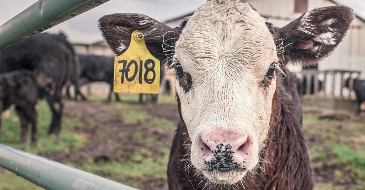 calf cow farm animal farm rural countryside animal cattle barn field nature fence ruminant