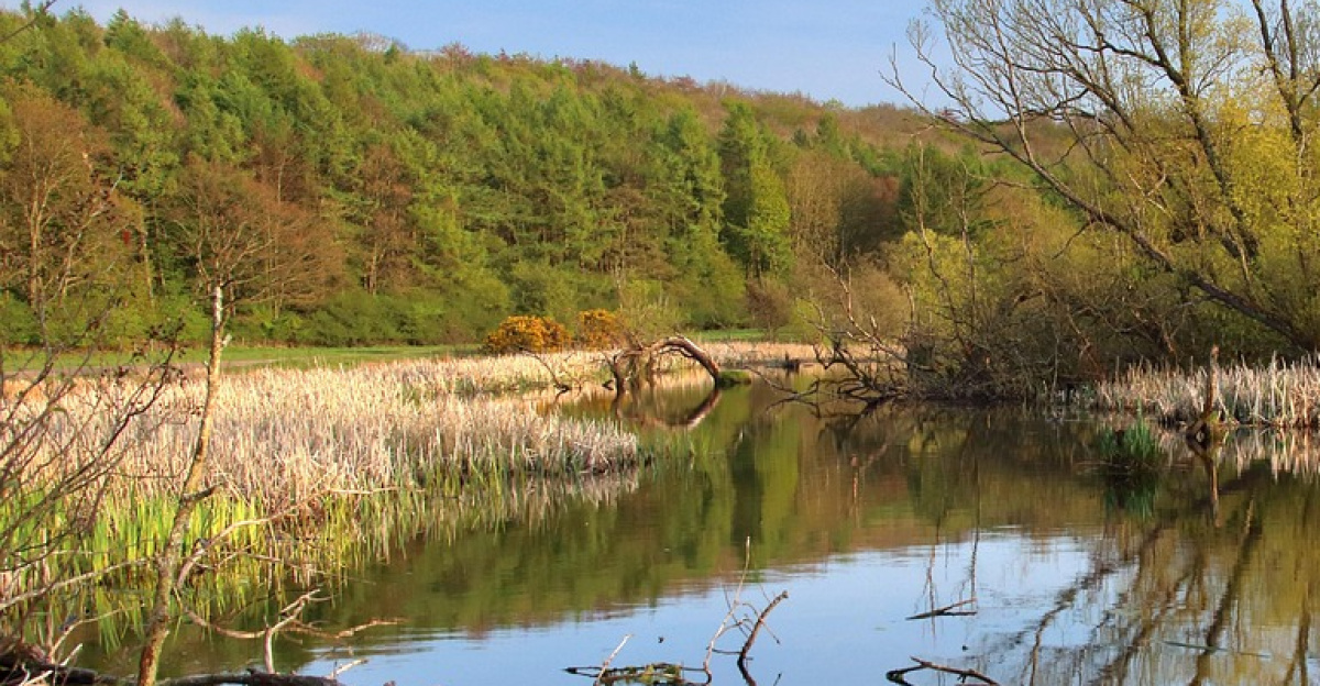 marshland, oxbow, lake, landscape, reflection, water, nature, outdoors, england, site of special scientific interest, britain, spring, bog, marshland, marshland, marshland, marshland, marshland, oxbow, oxbow, bog, bog, bog