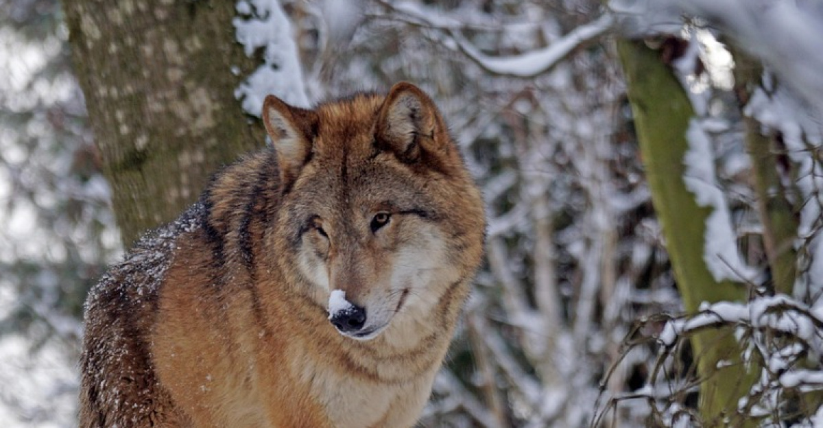 wolf, predator, mongolian, mongolian wolf, nature, snow, dangerous, winter, alphawolf, cold