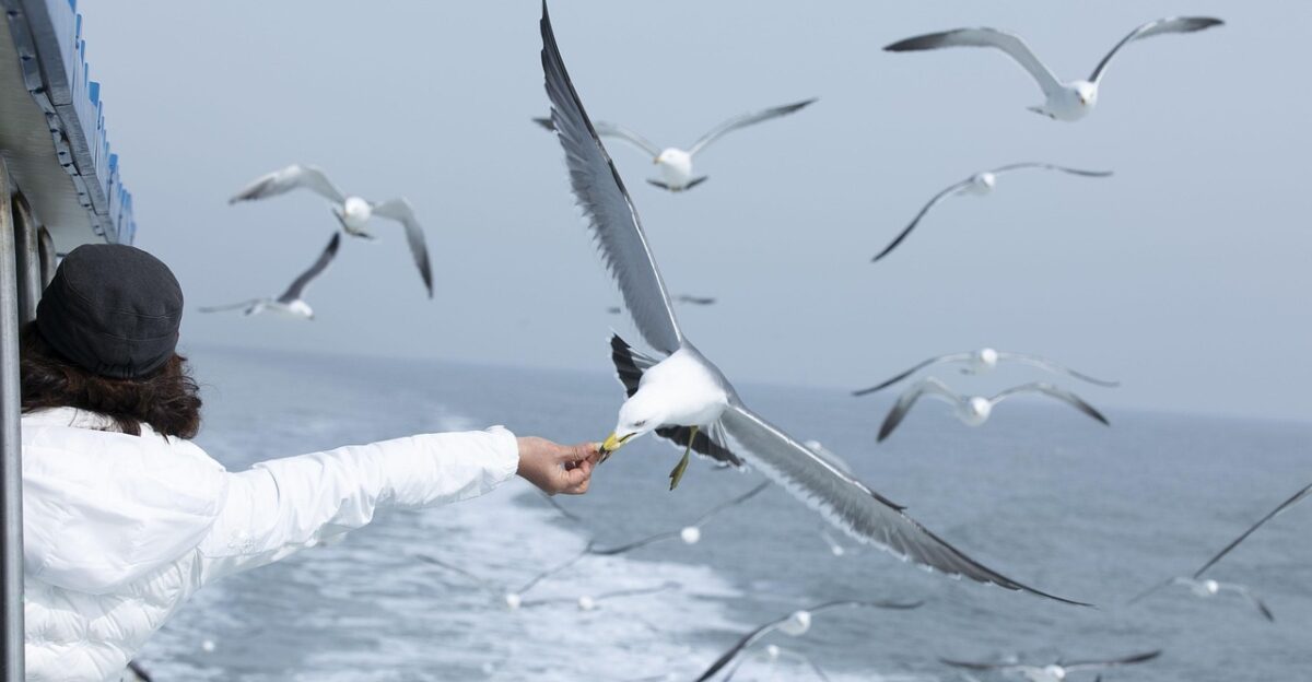 seagull ocean seagulls flock nature feeding seize the moment