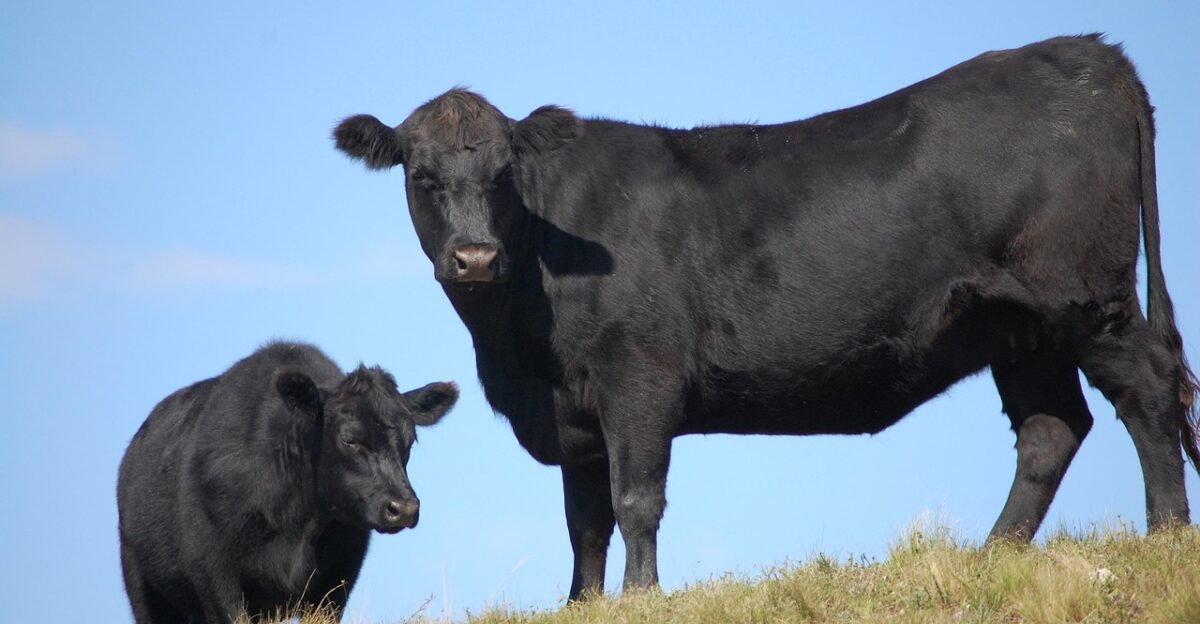 cordoba argentina estancia cows cattle cattle ranch blue cow