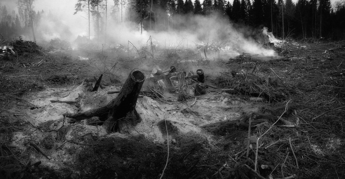 the forest fell, fire, smoke, tree, nature, wildfire