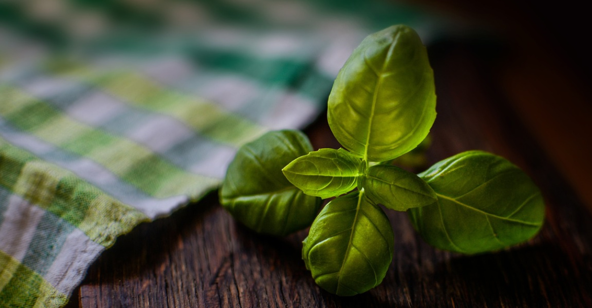 basil, herb, fresh herb, ingredient, seasoning, basil, basil, basil, basil, basil, herb