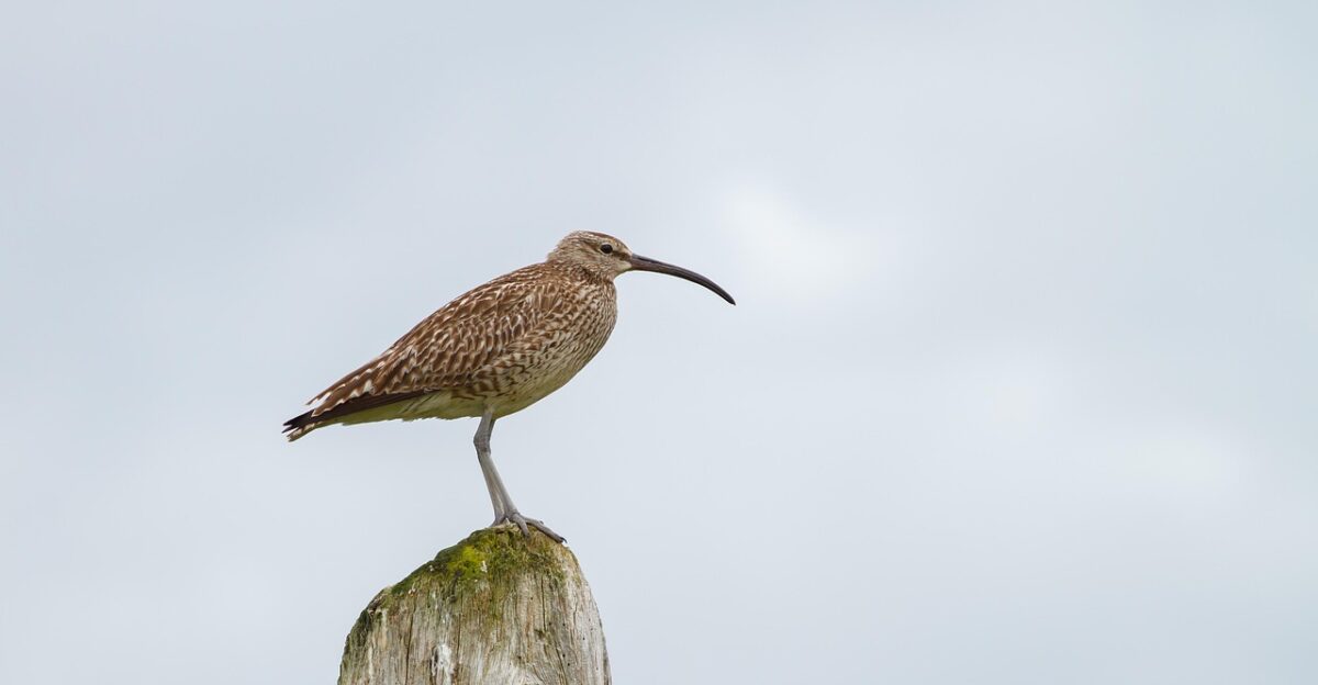 bird curlew nature wildlife iceland bird bird bird bird bird curlew curlew curlew curlew