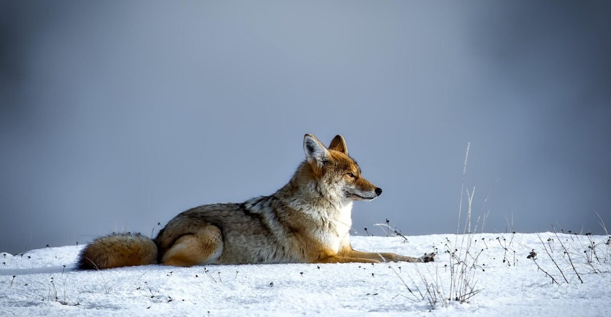 coyote animal wildlife fox snow winter yellowstone national park nature outdoors blue nature blue animals blue park blue snow blue natural coyote coyote coyote coyote coyote fox fox fox fox yellowstone