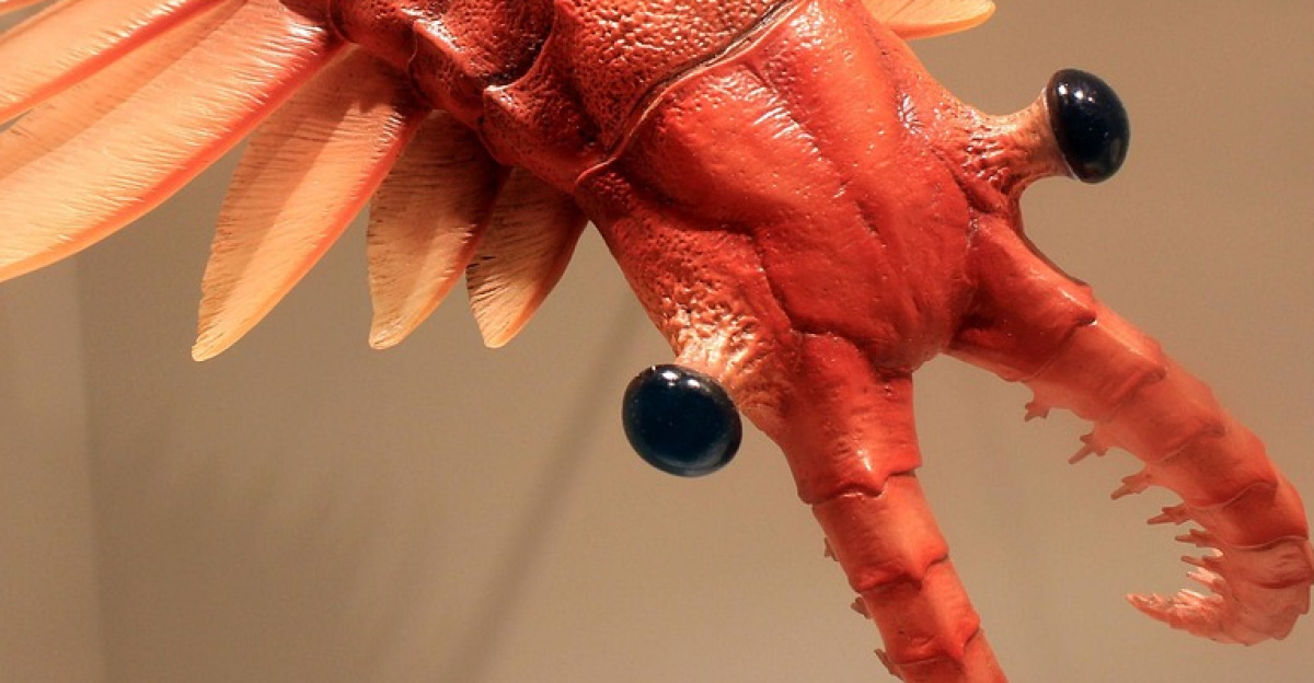 anomalocaris, nature, prehistoric, animals, predator, marine, aquatic, cambrian, carnivorous, creature