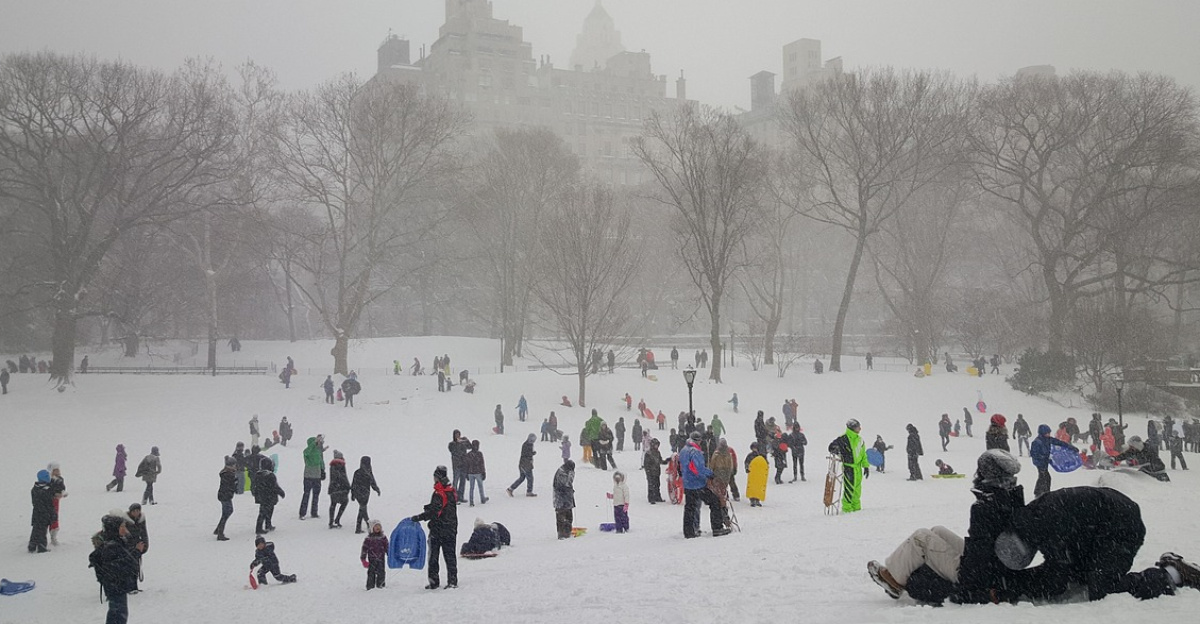 snow, central park, new york, new, cold, tree, york, central park new york, cityscape, landscape, frozen, winter, manhattan, sledding, nature, gray news, gray park, gray new