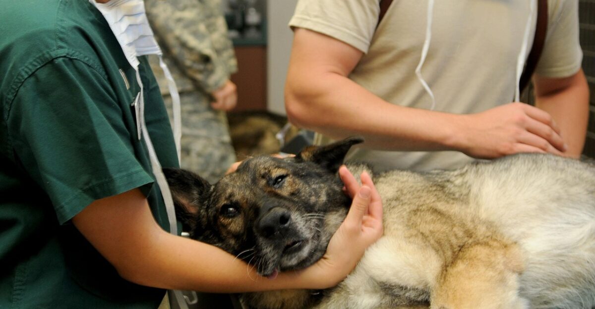 veterinary clinic veterinarian dog patient animal canine comforting care medicine medical brown dog brown animals brown medical pet nature brown medicine brown care