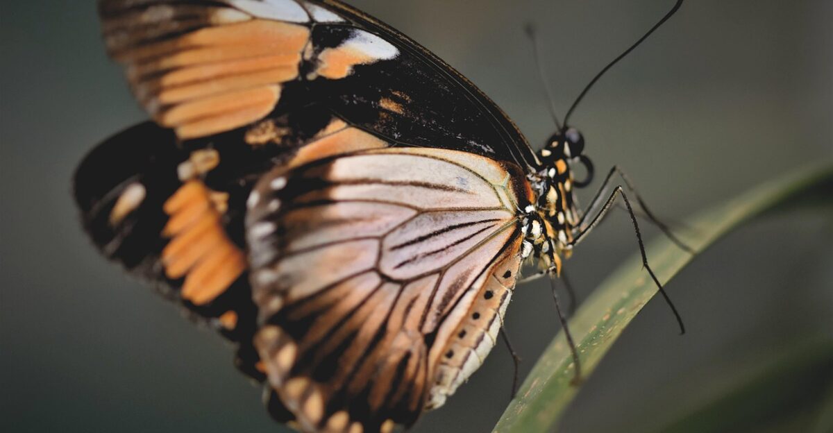 butterfly tropical butterfly exotic insect wing butterfly butterfly butterfly butterfly butterfly