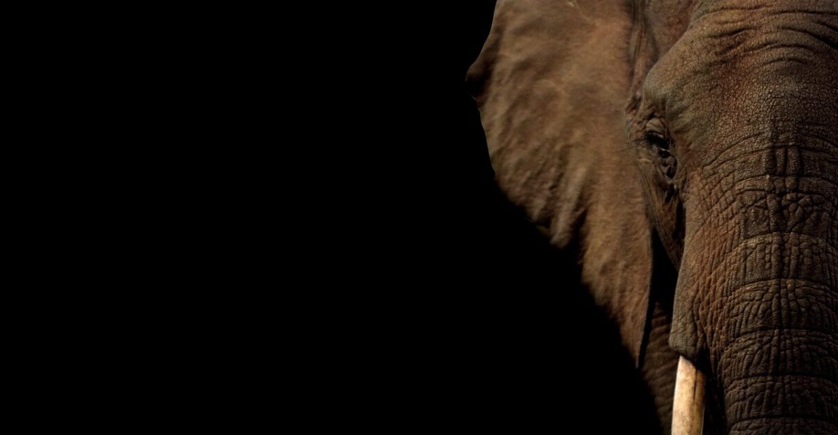 elephant tusk trunk nature pachyderm elephant portrait elephant profile large animal large mammal animal wildlife mammal copy space