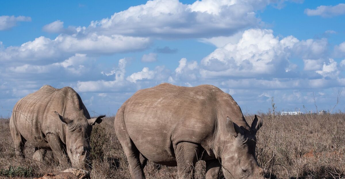 rhino rhinoceros animal nature africa kenya nairobi outdoors rhino animal animal animal animal animal
