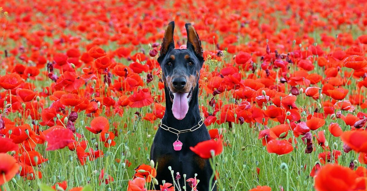 doberman dog sitting poppy field doberman dog doberman dog doberman dog doberman dog doberman dog poppy