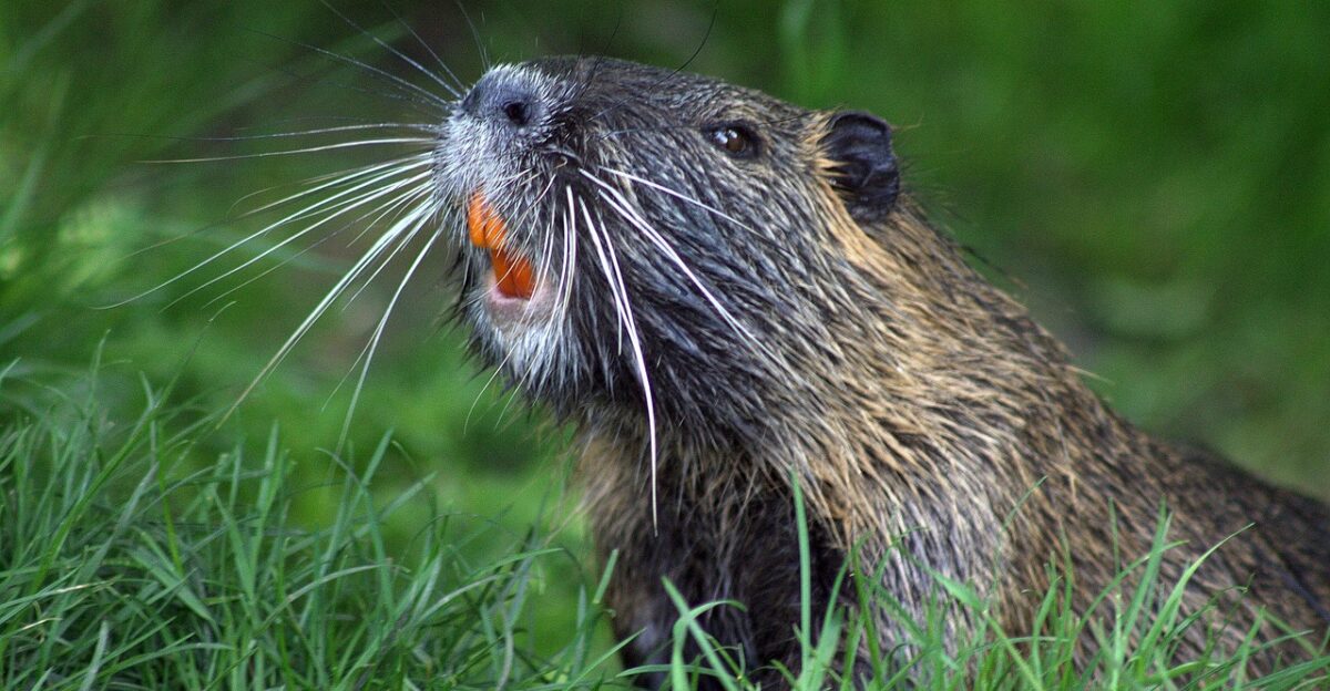 beaver animal nature beaver protection rodent beaver damage water gnaw wood beaver beaver beaver beaver beaver