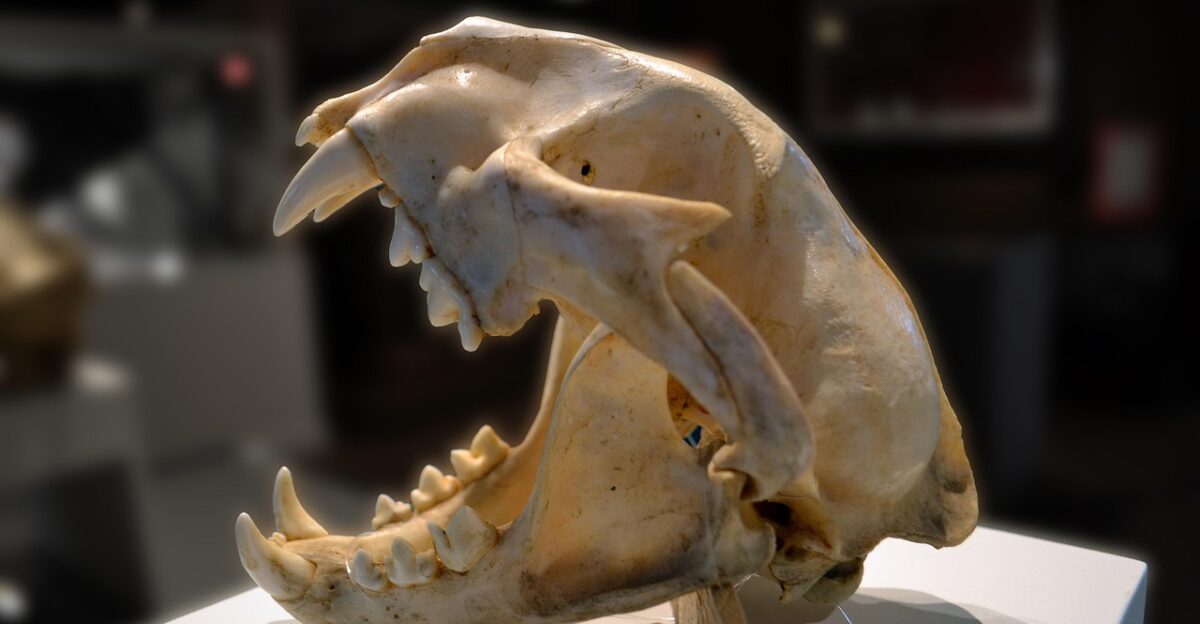 skull puma mountain lion dead teeth cranium socket white black bone creepy rodent skeleton animal canine head cheek decay disgust disgusting eye fear gross hard jaw joint nature lotor mandible mortal mortality plate procyon science specimen suture tooth cat art digital painting light lighting brown mountain brown science brown lion brown eye brown digital brown painting brown death brown fear pet brown skull brown paint brown teeth