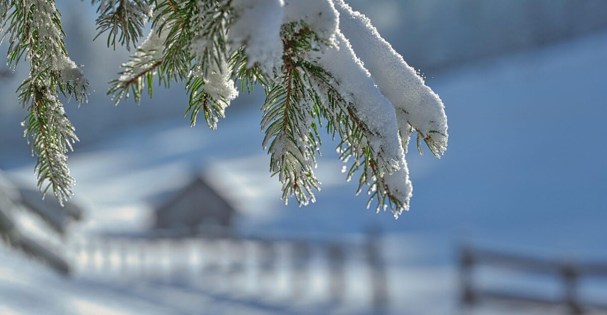 winter snow frost cold winter landscape snowy snow landscape wintry landscape fir tree nature winter winter winter winter snow snow winter landscape winter landscape winter landscape landscape landscape landscape landscape landscape