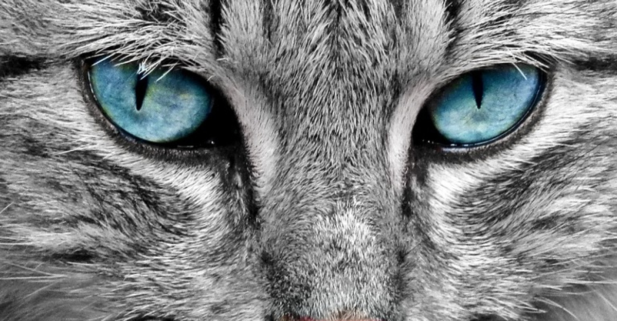 cat, animal, nature, cat portrait, cat's eyes, pet, fur, domestic cat, close up, head, cat face, animal world, portrait, face, animal portrait