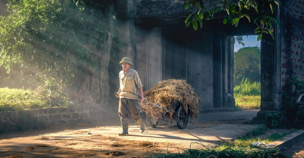 straw transport, village gateway, agricultural scene, countryside travel, traditional transportation