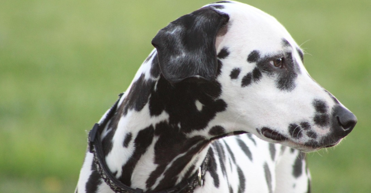 dogs, dalmatian, outdoor, dalmatian, dalmatian, dalmatian, dalmatian, dalmatian