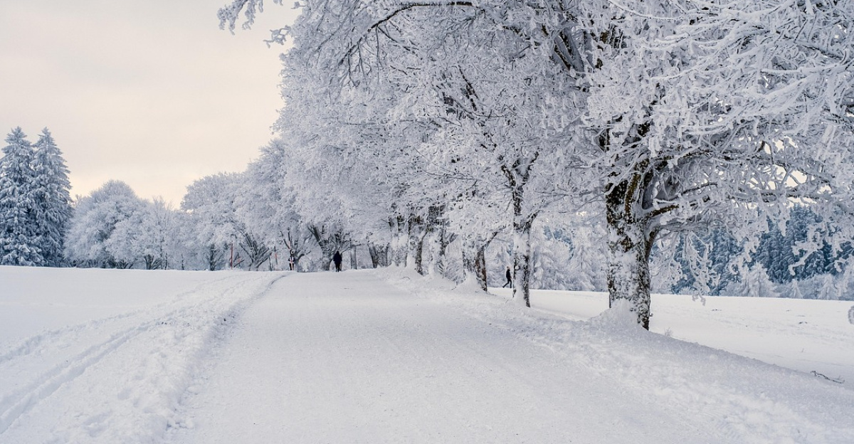 snow, landscape, trees, winter landscape, snow landscape, cold, covered in snow, nature, winter, snow, snow, snow, snow, winter, winter, winter, winter, winter