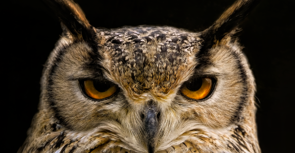 owl eagle owl eurasian eagle owl owl owl bird animal bird of prey raptor predator feathers plumage avian hunter beak nature wildlife ornithology owl owl owl owl owl