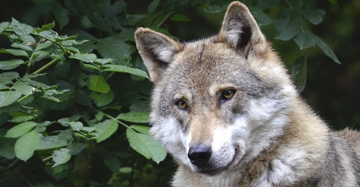 wolf, canine, forest, predator, wild, wild animal, wilderness, animal world, outdoors, animal, portrait, nature, woods, wolf, wolf, wolf, wolf, wolf