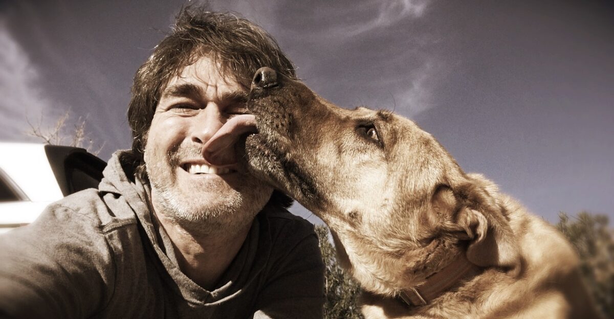 chinook dog dog lick canine chinook breed purebred domestic mammal brown animal man tongue happy face best friend male person happiness head sky caucasian human emotion chinook dog chinook dog chinook dog chinook dog chinook dog lick chinook chinook chinook chinook chinook