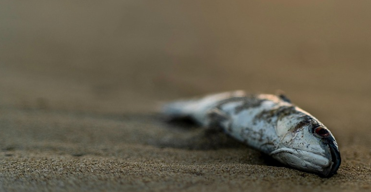 pxclimateaction, dead fish, protect the seas, pollution, fishes, micro-plastic, environment, environmental protection, nature reserve, pxclimate protection, mother earth, climate protection, sea level, dead fish, dead fish, dead fish, dead fish, dead fish