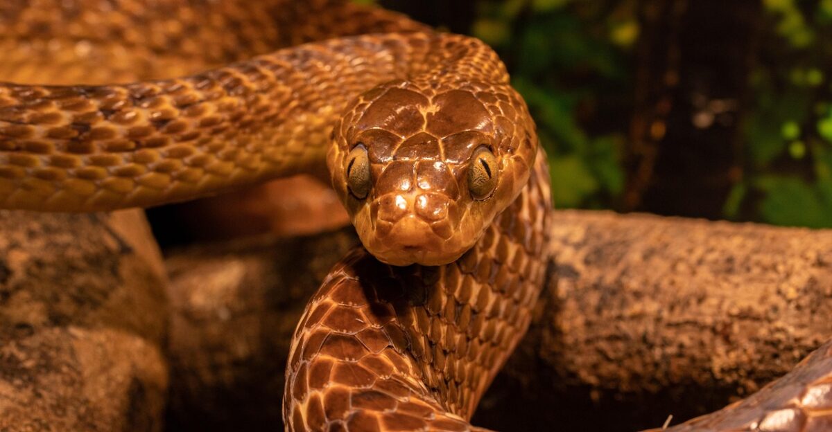 tree snake snake reptile nature brown tree snake tree animal